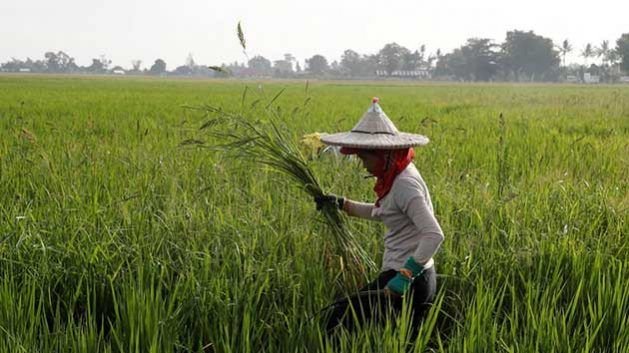 The Struggle for Land and Food in the Locked-down Philippines