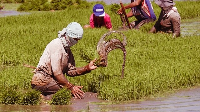 farmers