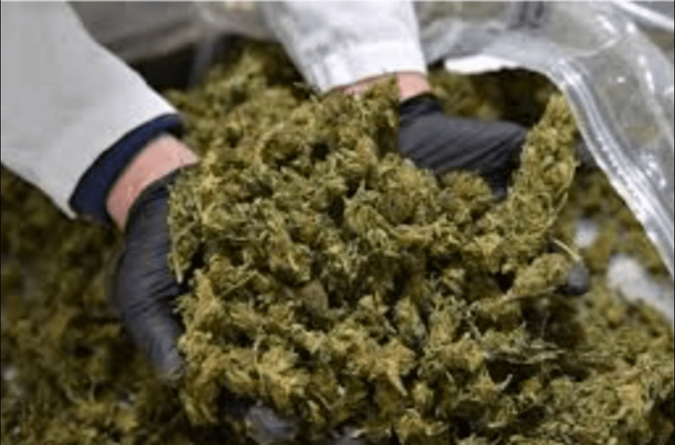 marijuana