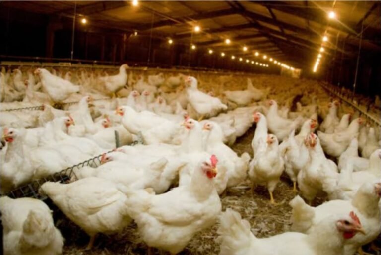 poultry