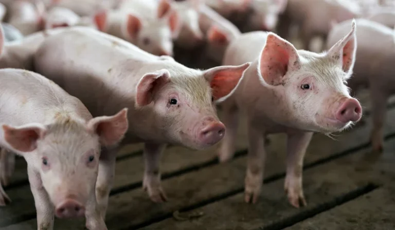 pigs