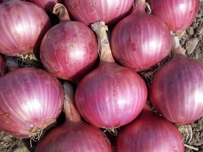 onions red