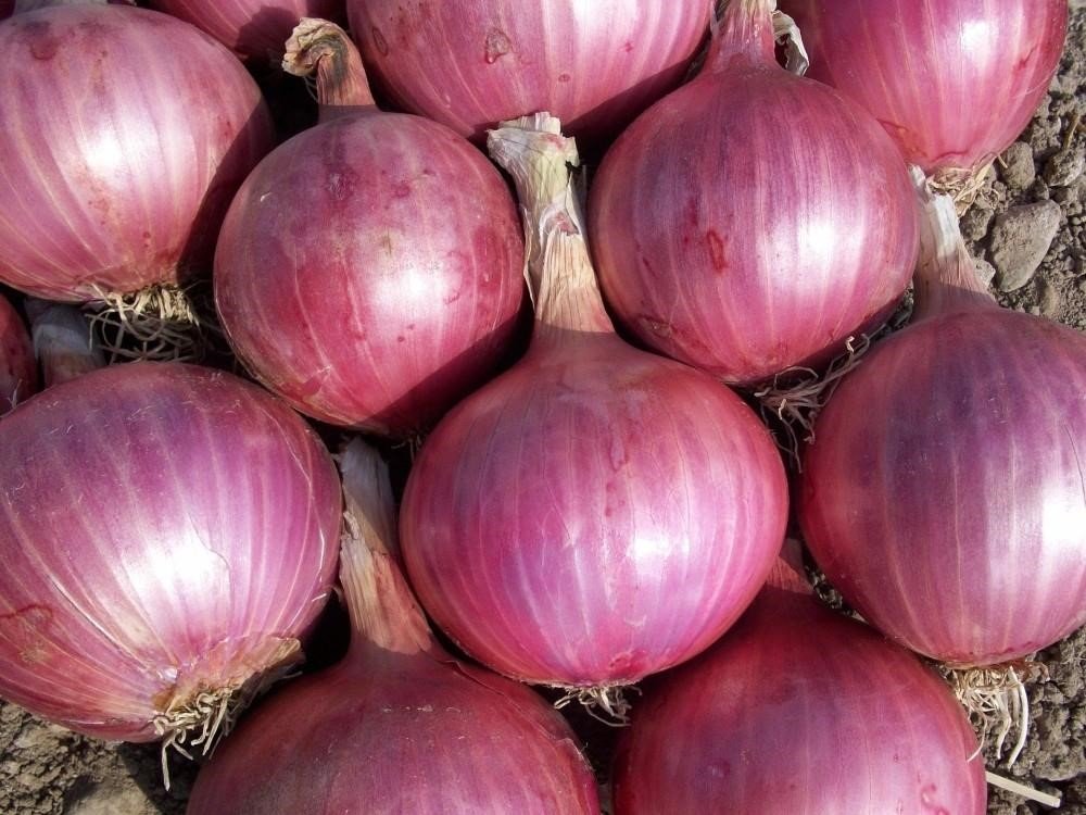 onions red