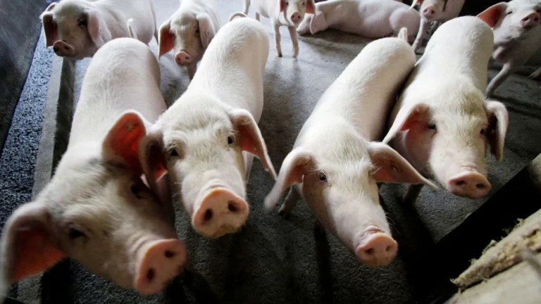 BABOY-PIG-2