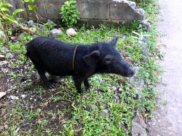 baboy