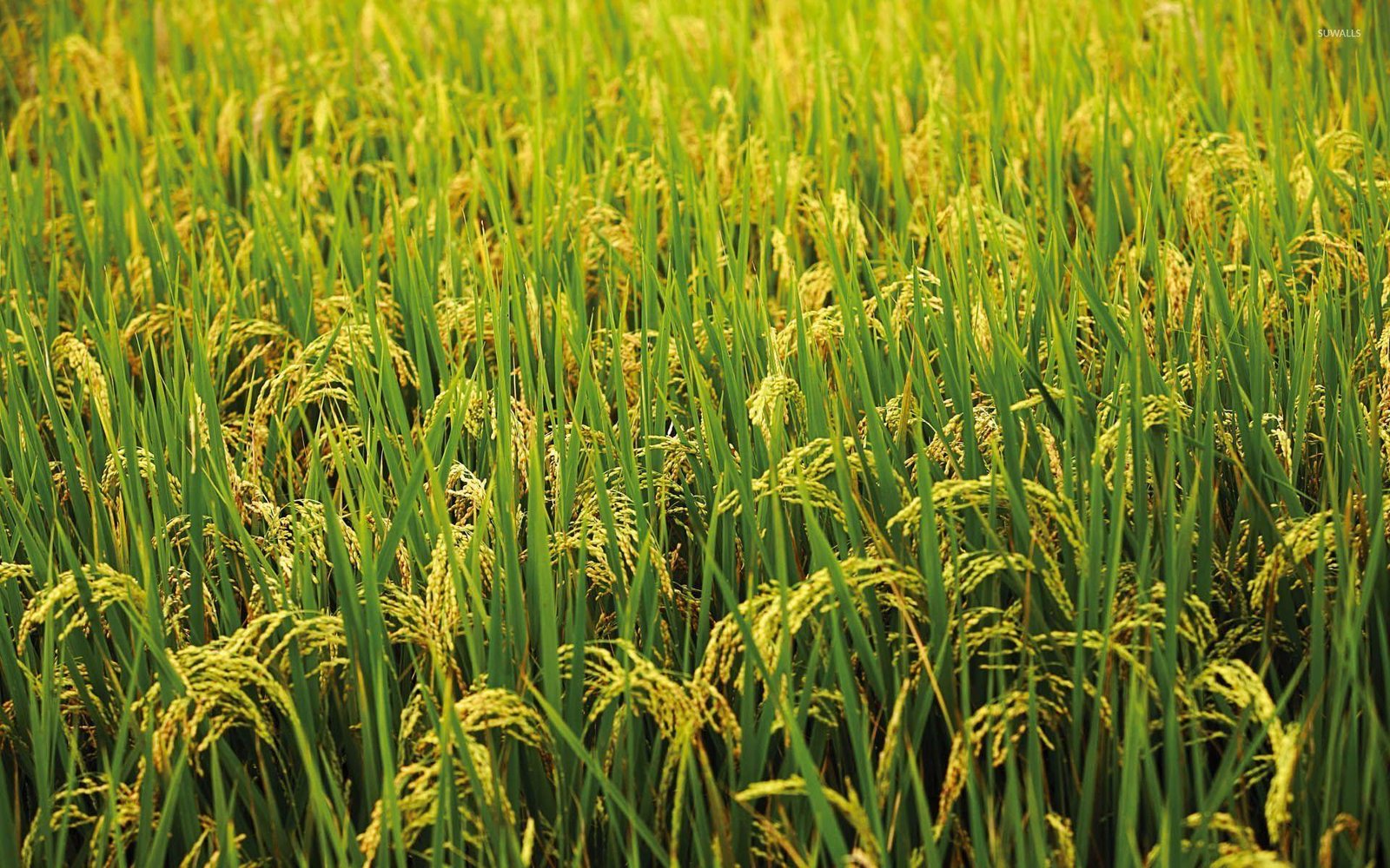 rice 2