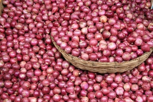 onions2