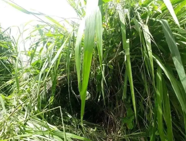 talahiban