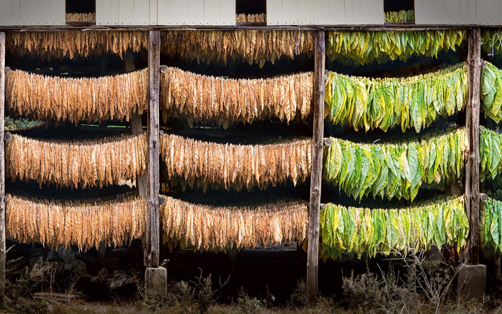 tobacco-leaves_big_2x