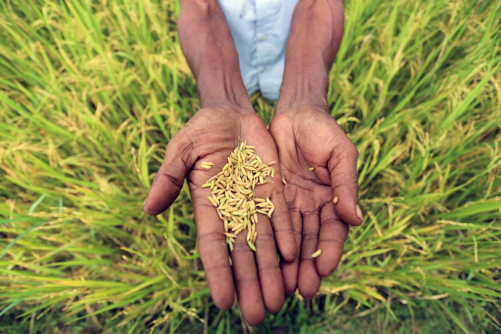 rice4