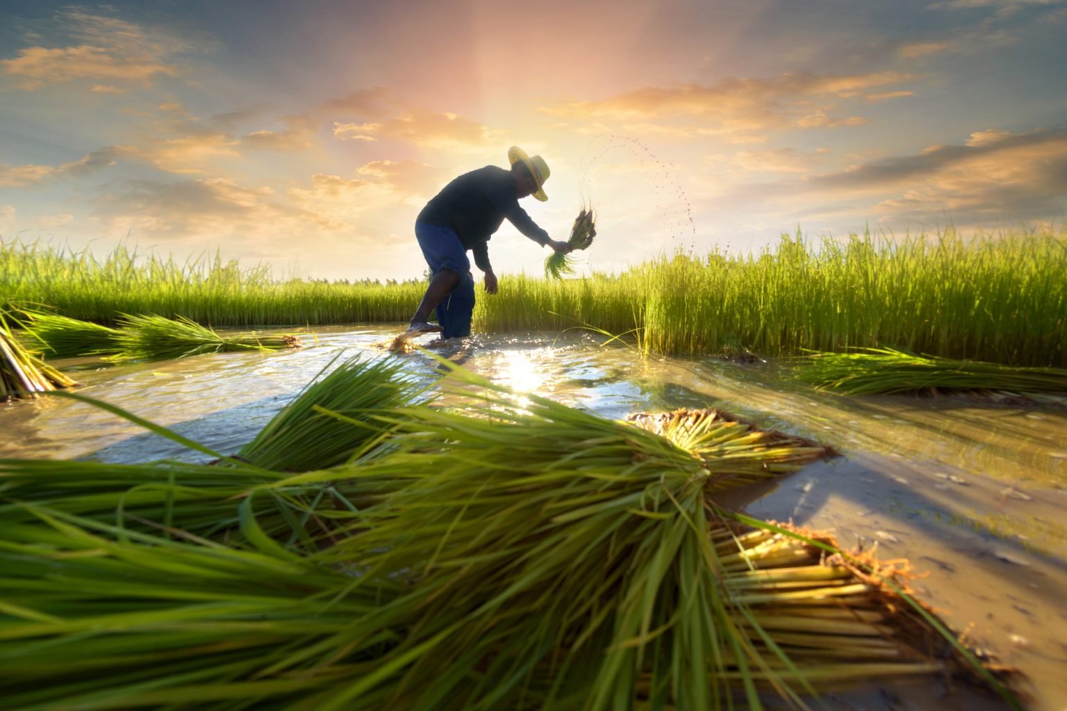 agri