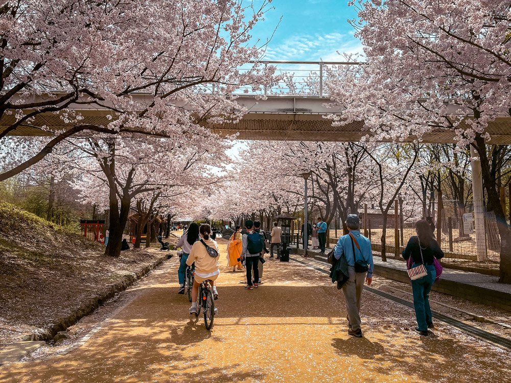 korea2
