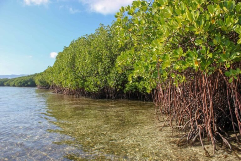 mangrove