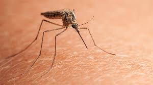 mosquito1