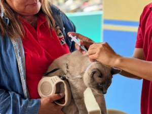 DOH Ilocos pushes for community action to stop spread of rabies in Pangasinan