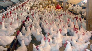 DA declares Davao del Sur as bird flu-free province