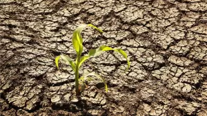Bong Go calls for heat-health protocols, worker safety measures, and stronger crop insurance coverage as country prepares for possible Super El Niño