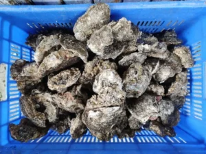 BFAR Warns of Red Tide in the Visayas Region